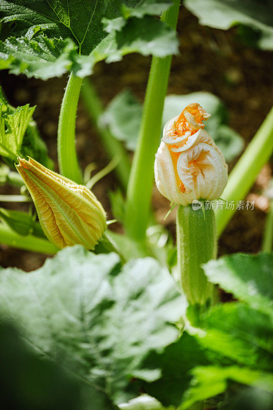 菜园里的蔬菜。开花的西葫芦/西葫芦。